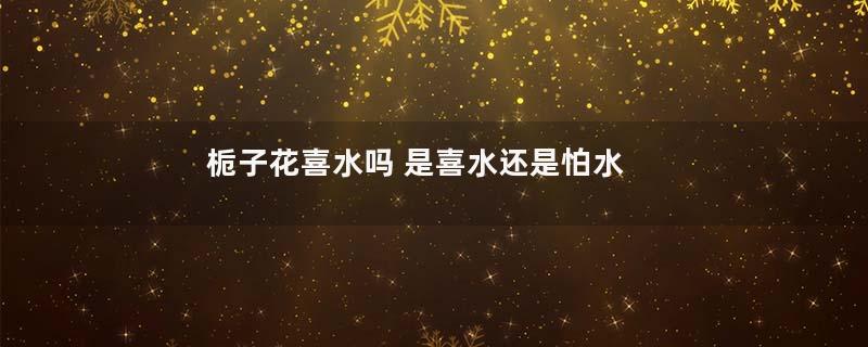 栀子花喜水吗 是喜水还是怕水植物